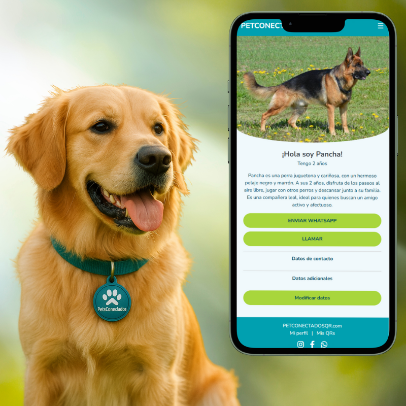 Perro Golden Retriever feliz usando una placa QR de PetsConectados